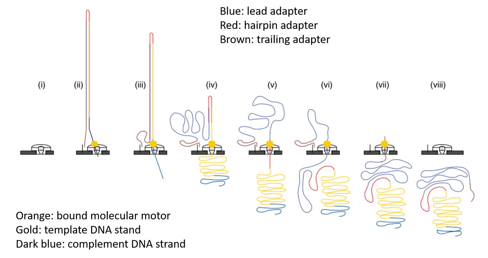 Nanopore_Sequencing.png-249.2kB