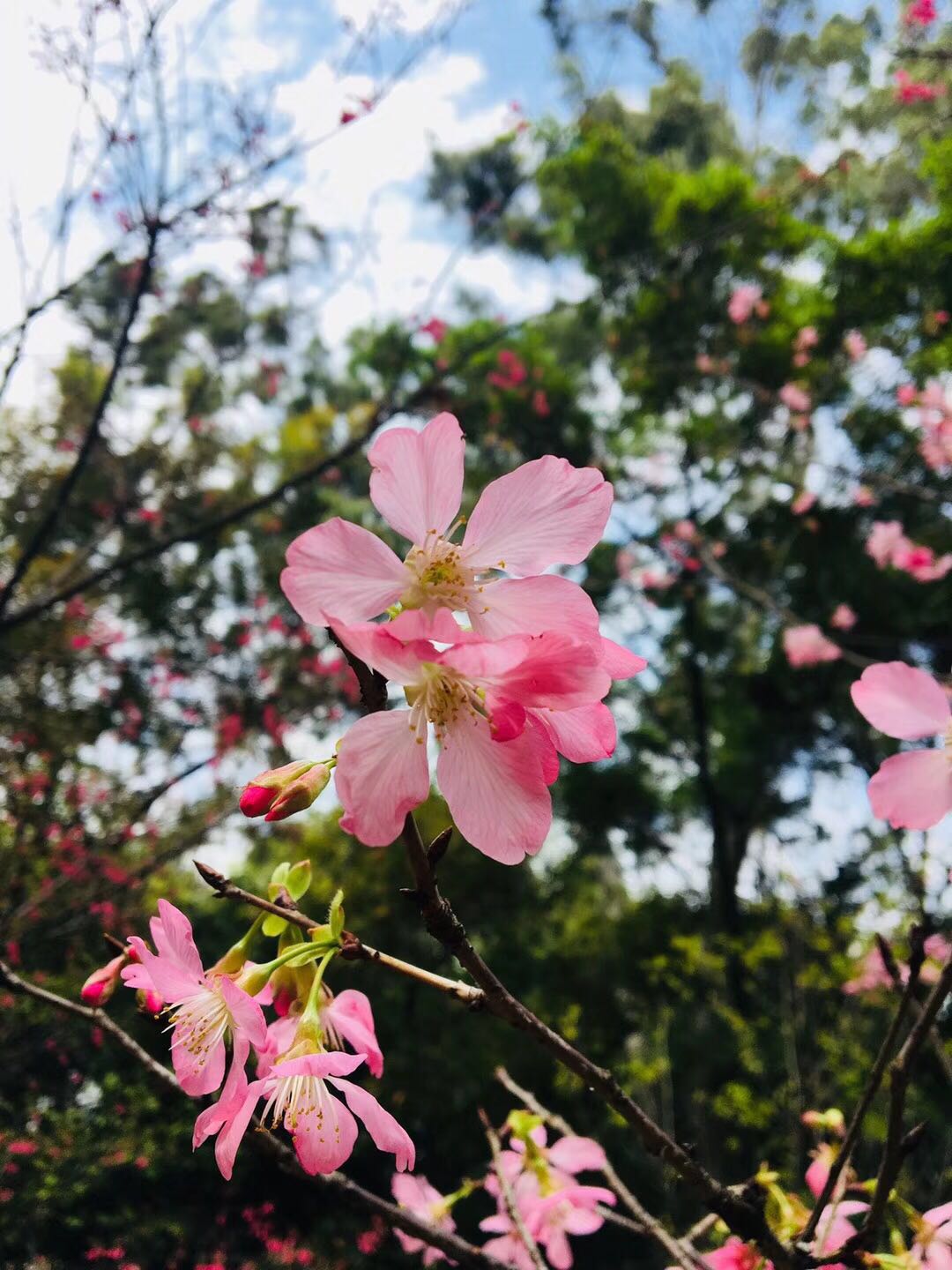 白云山的花