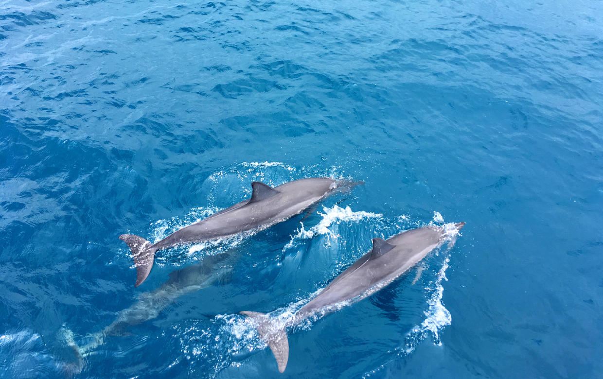 飞旋海豚