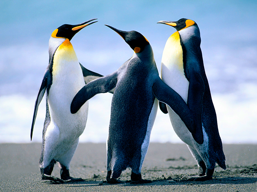 Penguins.jpg-759.6kB