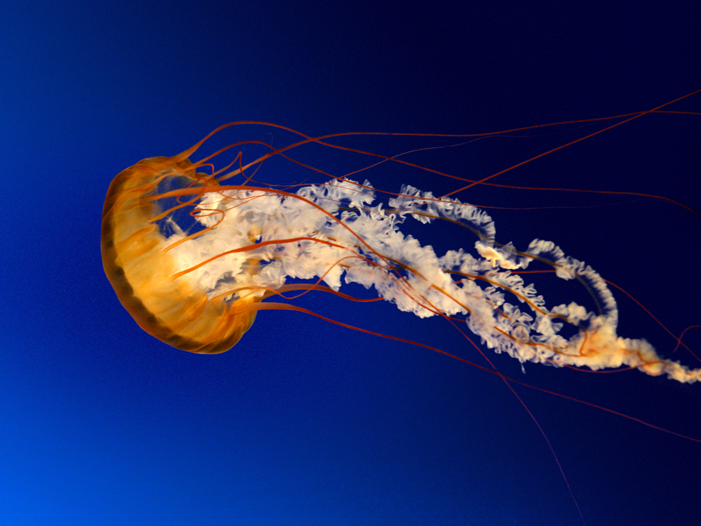 Jellyfish.jpg-757.5kB