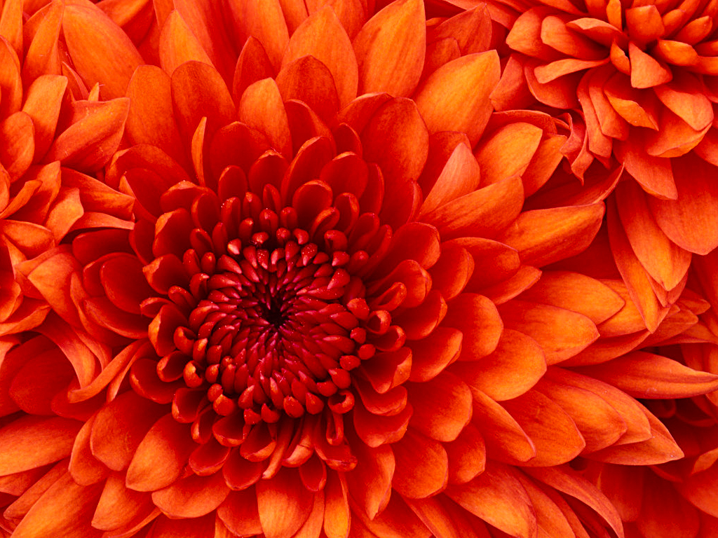 Chrysanthemum.jpg-858.8kB