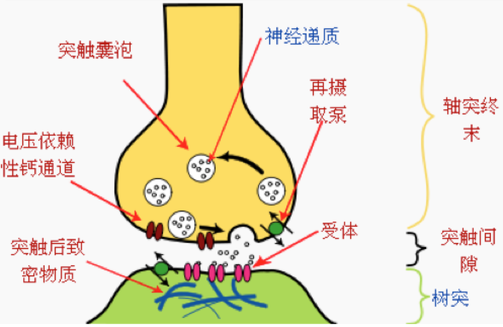 突触示意图