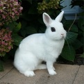 rabbit2.jpg-7.1kB
