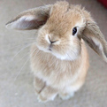 rabbit1.jpg-10.2kB