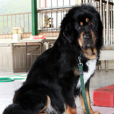 dog.png-117.9kB