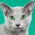 cat1.jpg-7.6kB