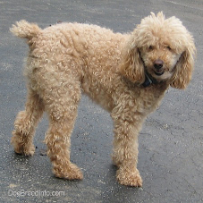 poodle.png-115.5kB