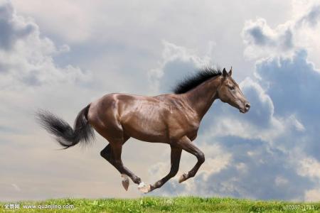 horse1.jpg-16.6kB