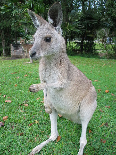 450px-Kangaroo_ST_03.JPG-95.3kB