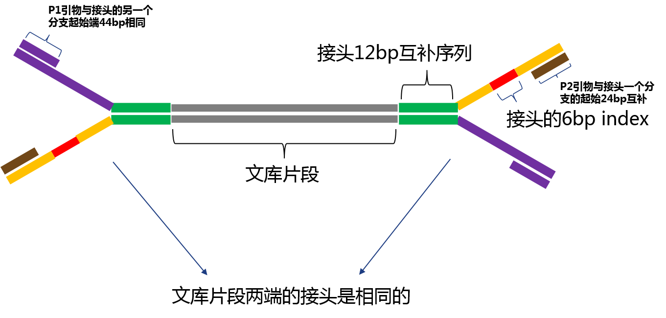 接頭和測(cè)序引物結(jié)構(gòu)示意圖