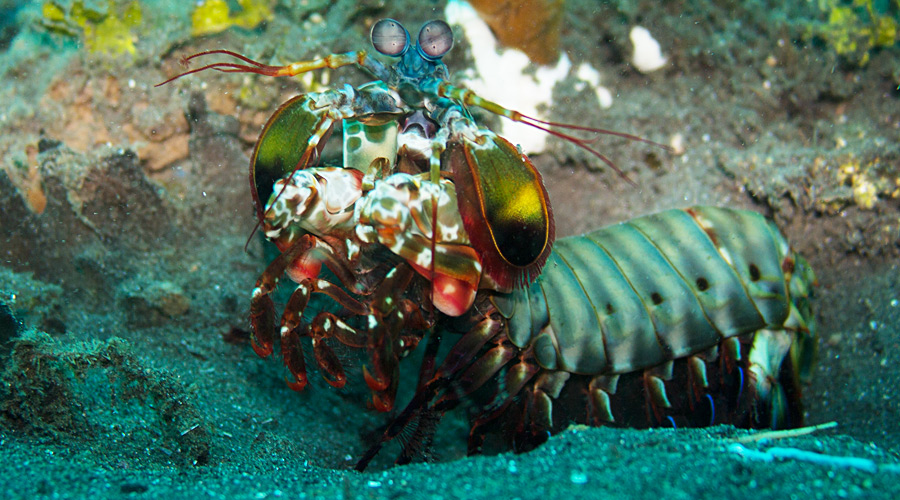 mantis-shrimp-manado.jpg Coutesy of Yang, Yang