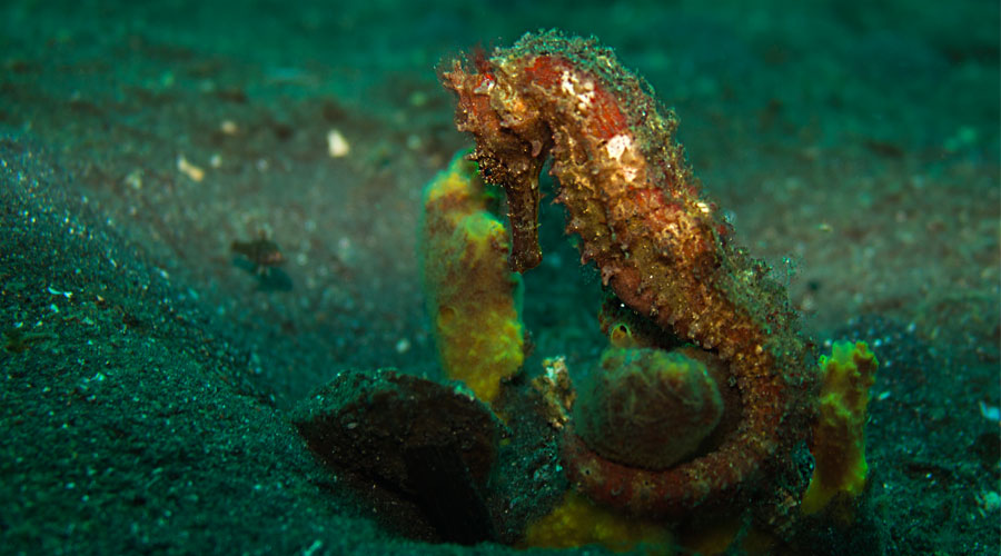 Seahorse from Manado 2016-6-Courtesy Yang Yang