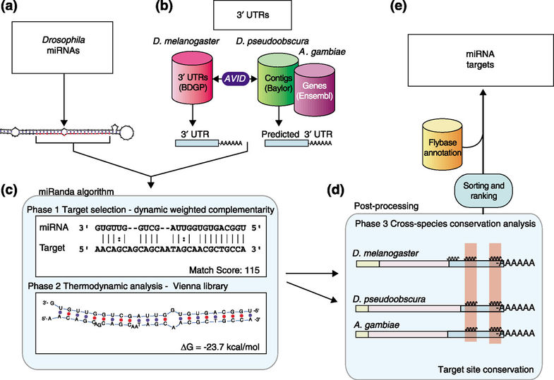 miranda算法原理图